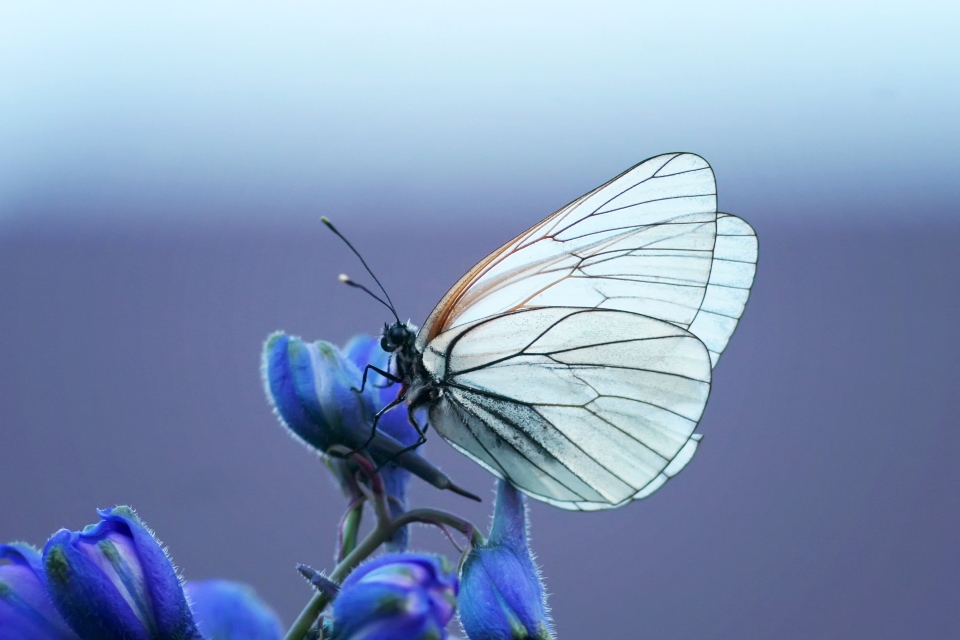 Inspiration blauer Falter für Bettwäsche \"Schmetterling\"